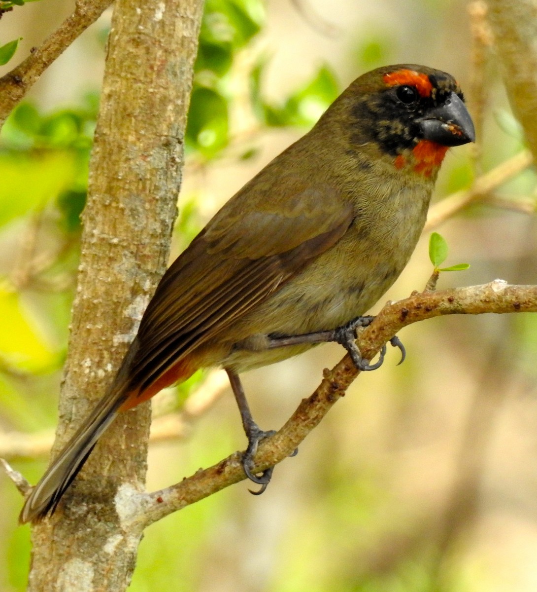 Greater Antillean Bullfinch - Erika Gates