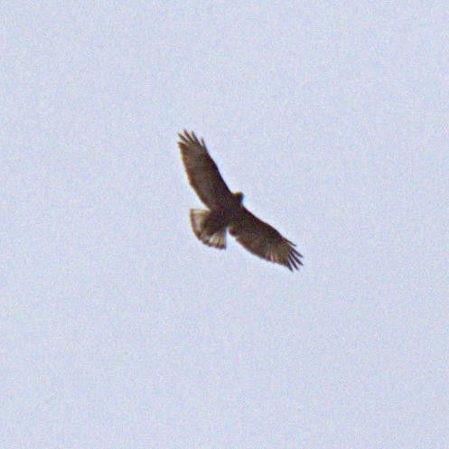 Red-tailed Hawk (Harlan's) - ML487600021