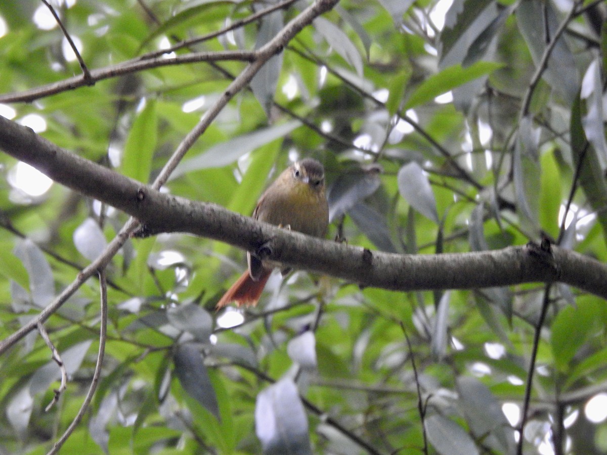 Olive Spinetail - ML487600271