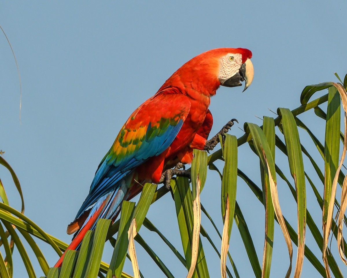 Scarlet Macaw - ML487603921