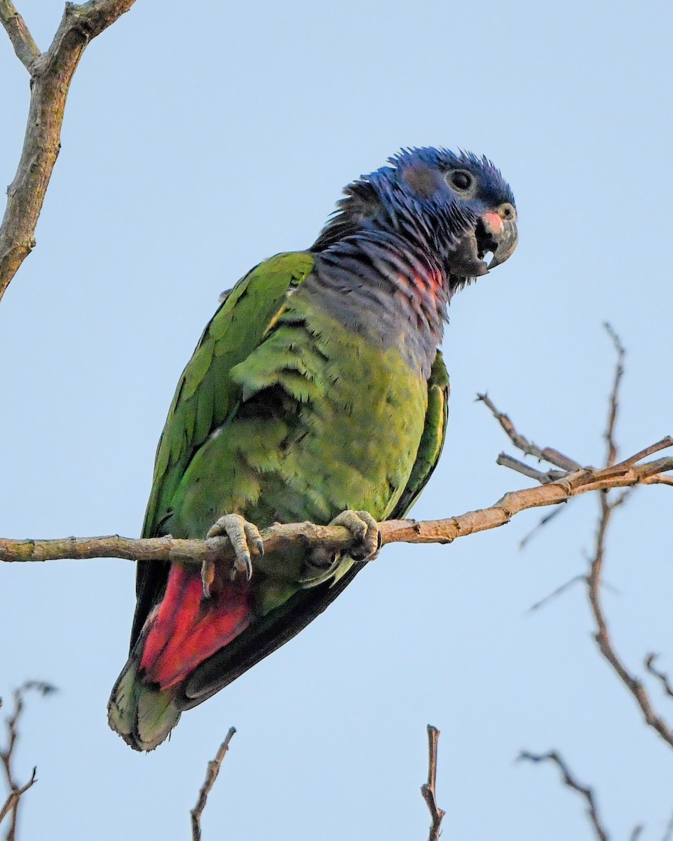 Blue-headed Parrot - ML487604311