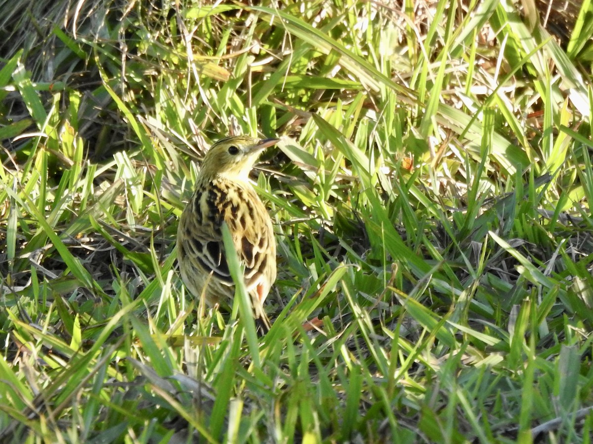 Ochre-breasted Pipit - ML487604461