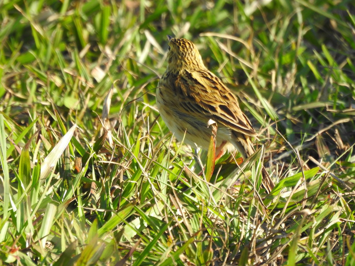 Ochre-breasted Pipit - ML487604471
