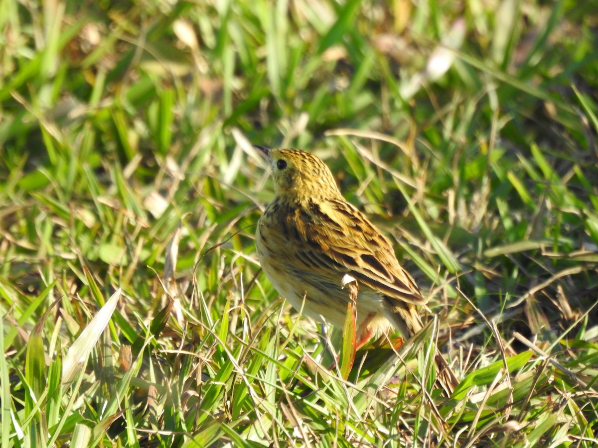 Ochre-breasted Pipit - ML487604481