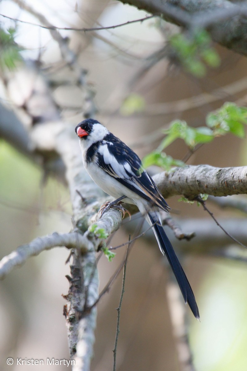 Pin-tailed Whydah - ML487608921