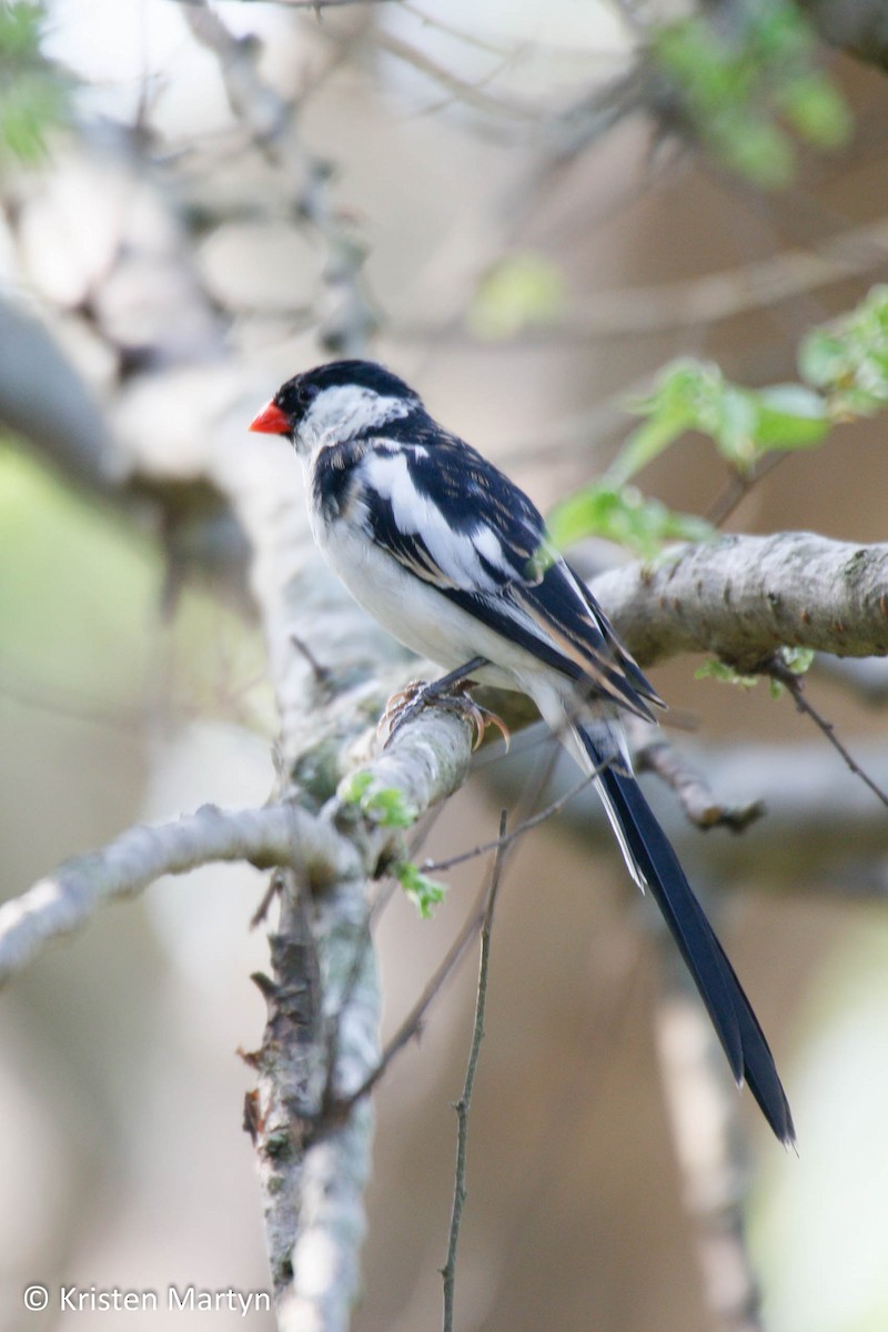 Pin-tailed Whydah - ML487608931