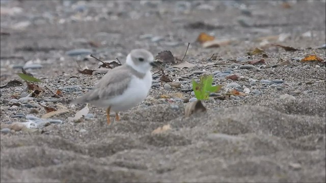 Piping Plover - ML487614361