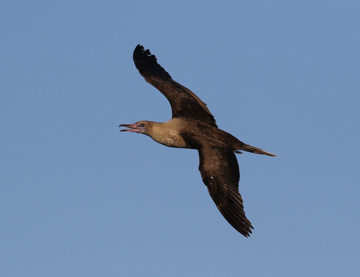 Red-footed Booby - ML487617561