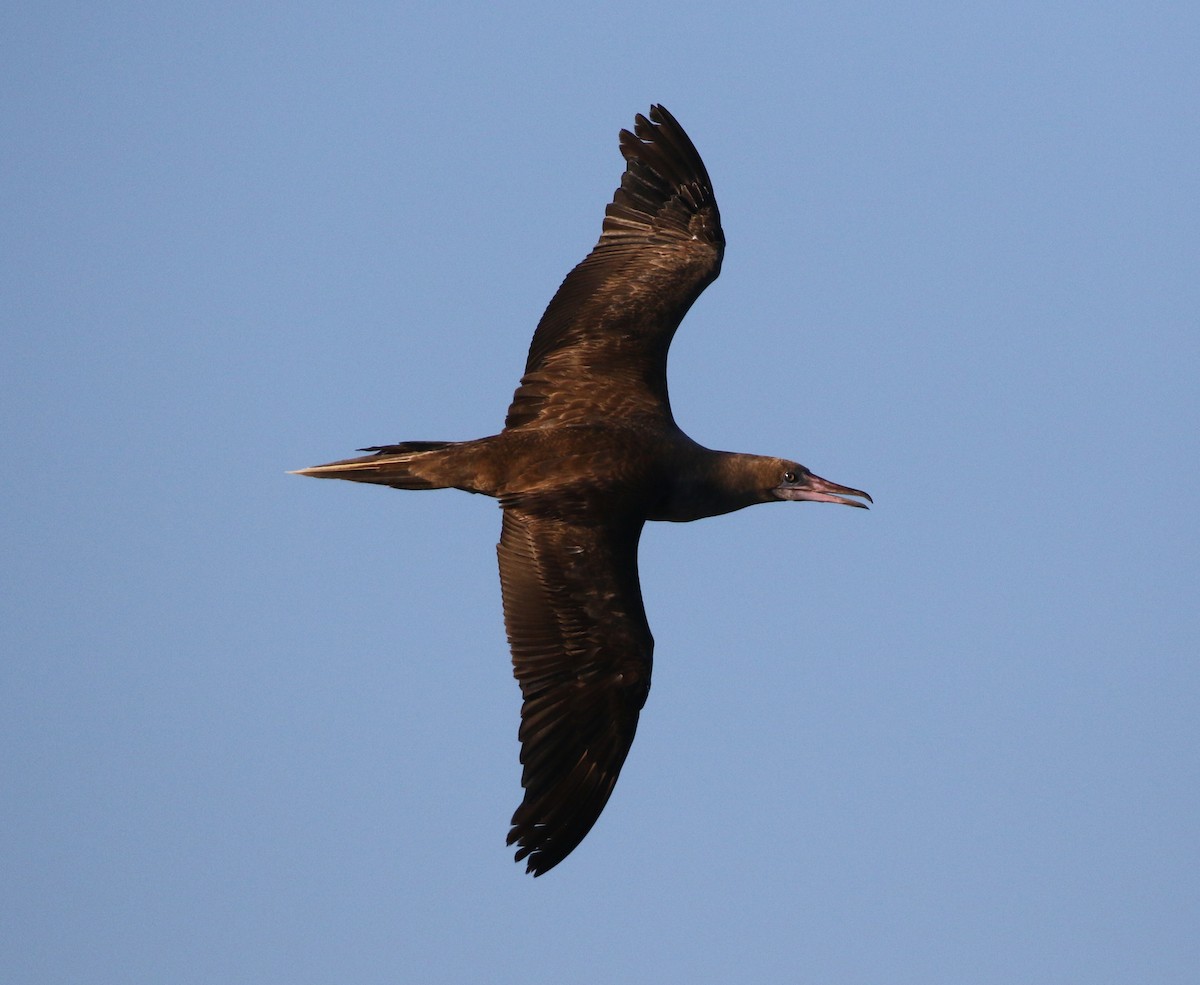 Red-footed Booby - ML487617571