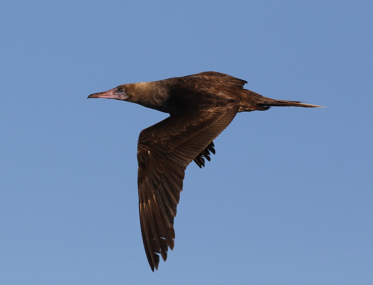 Red-footed Booby - ML487617581