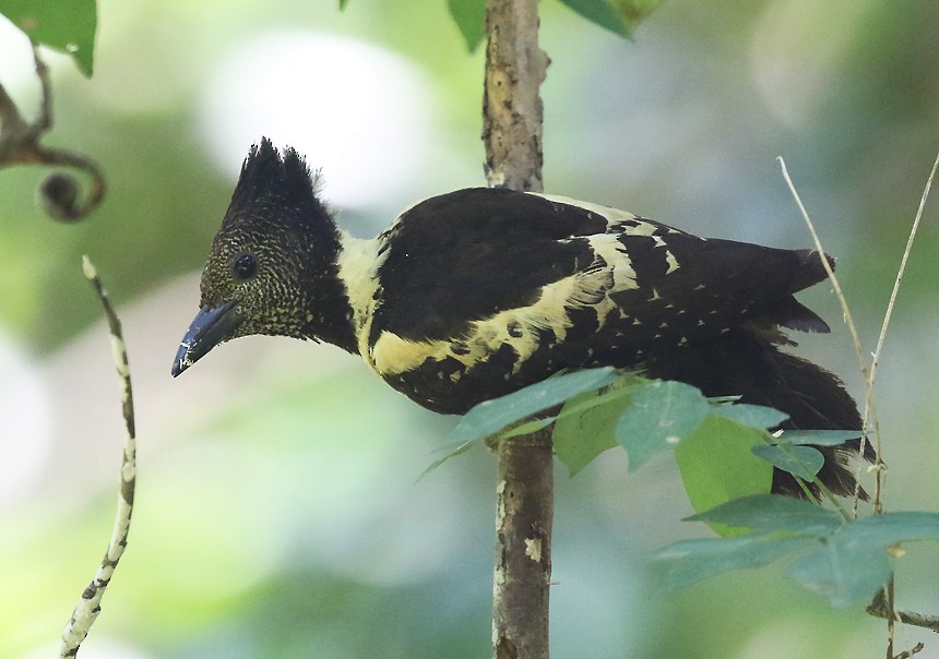 Black-and-buff Woodpecker - ML487618851