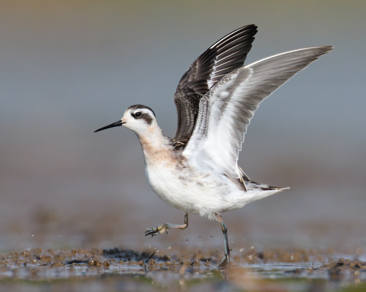 Red-necked Phalarope - ML487624101