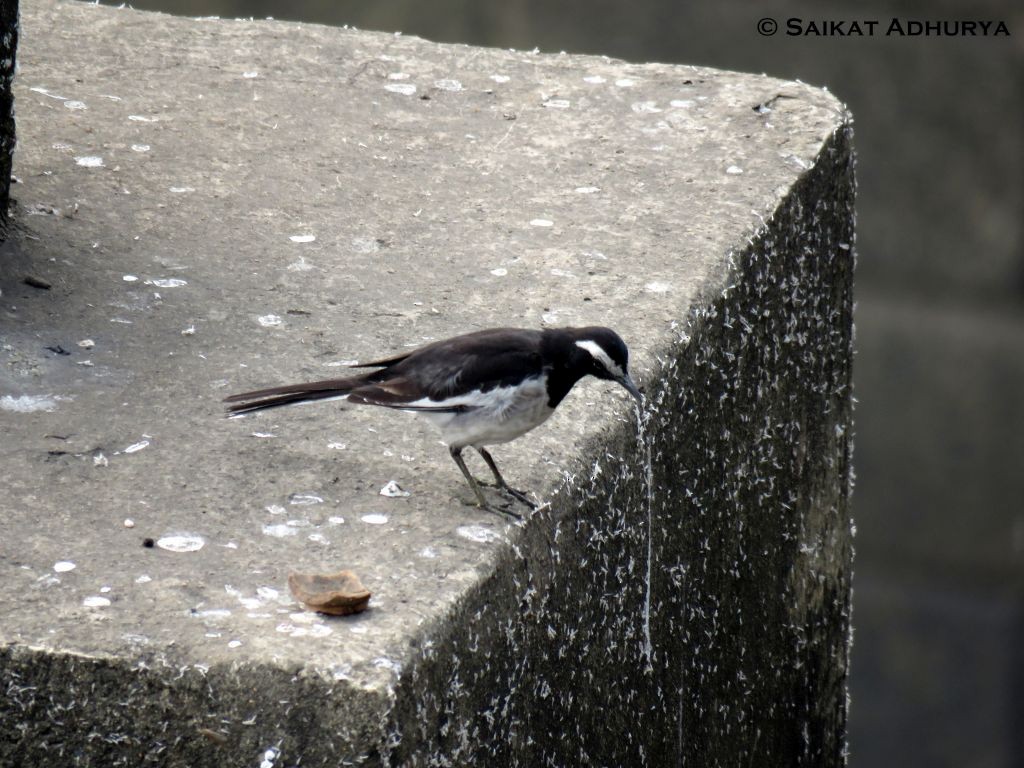 White-browed Wagtail - ML48762631