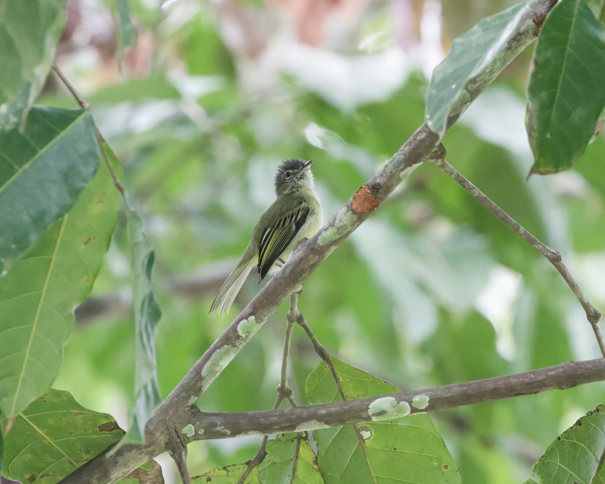 Gray-crowned Flatbill - ML487627191