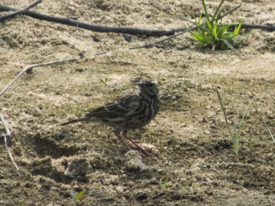 Rosy Pipit - ML48762901
