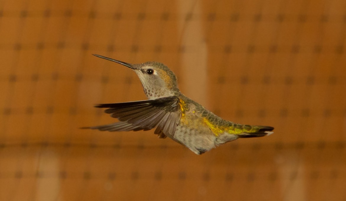 Anna's Hummingbird - ML487629431