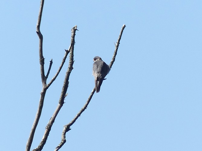 Red-footed Falcon - nick upton