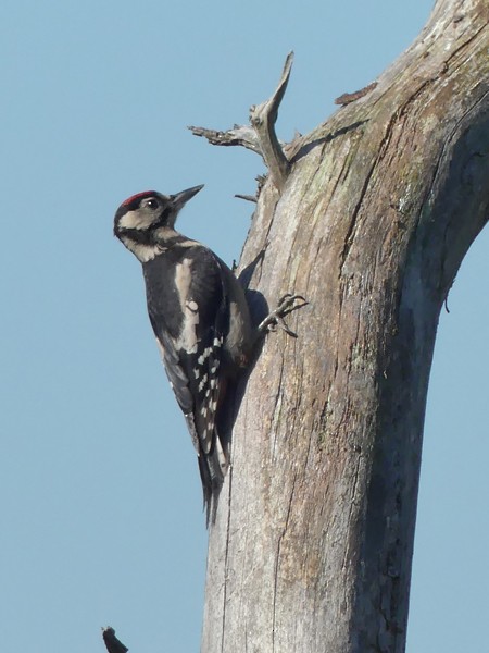 Great Spotted Woodpecker - ML487630291