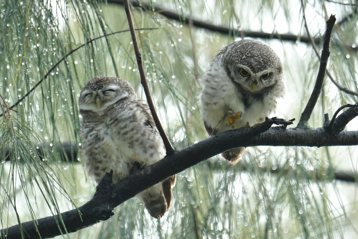 Spotted Owlet - ML487631301