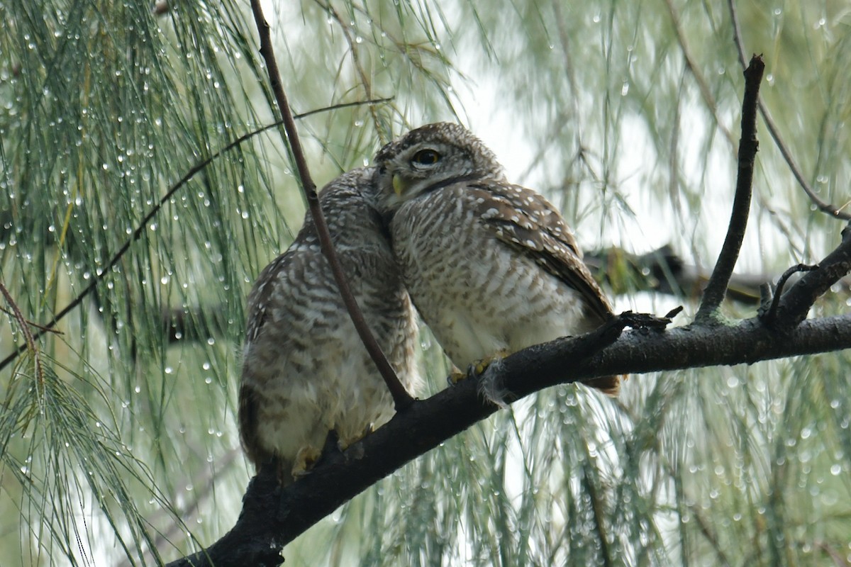 Spotted Owlet - ML487631311