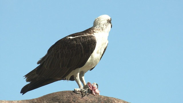 Águila Pescadora (Australia) - ML487633791
