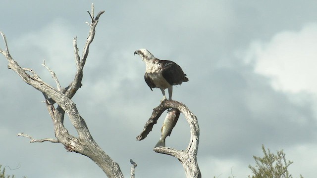 Águila Pescadora (Australia) - ML487634081