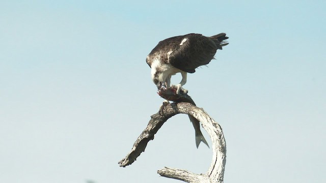 Águila Pescadora (Australia) - ML487634201