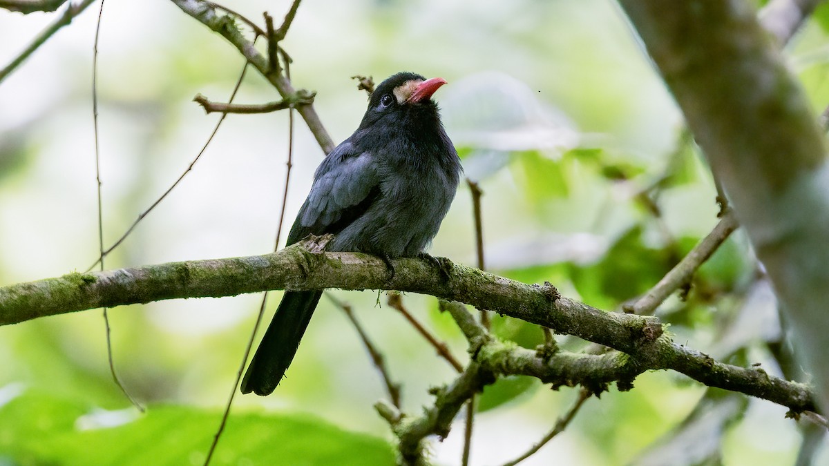 White-fronted Nunbird (Pale-winged) - ML487635131