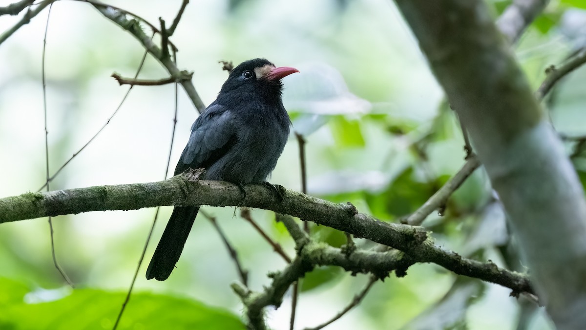 White-fronted Nunbird (Pale-winged) - ML487635141