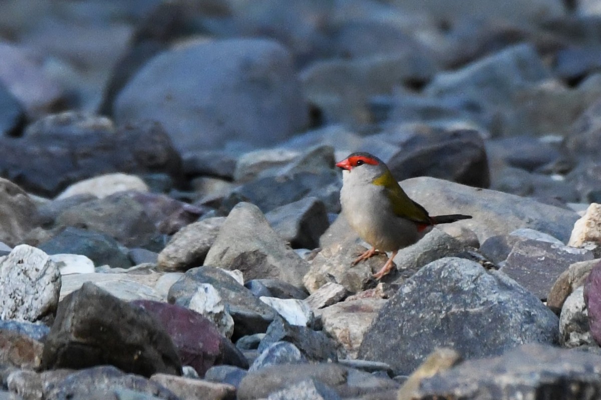 Red-browed Firetail - ML487638021