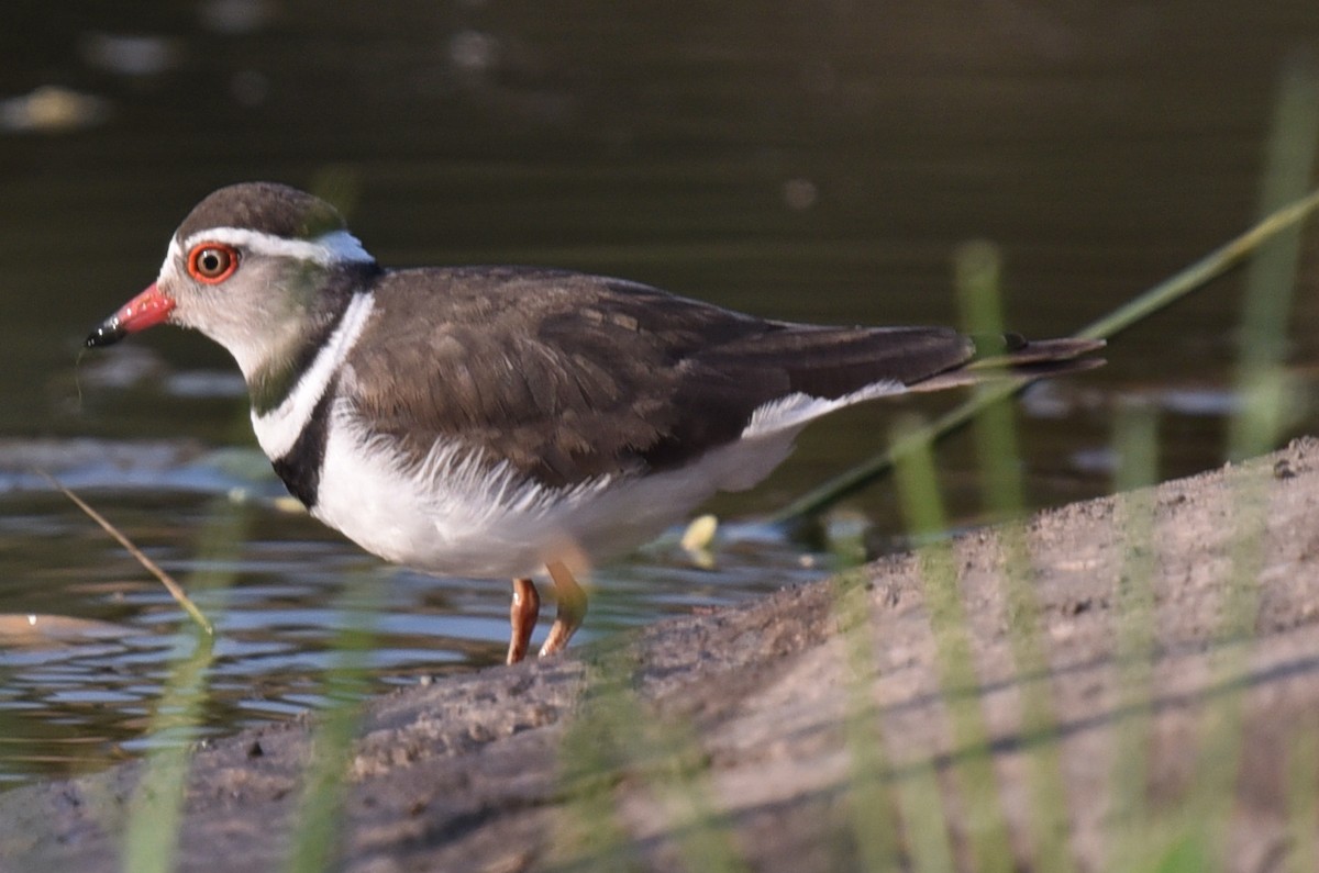 Three-banded Plover - ML487640401