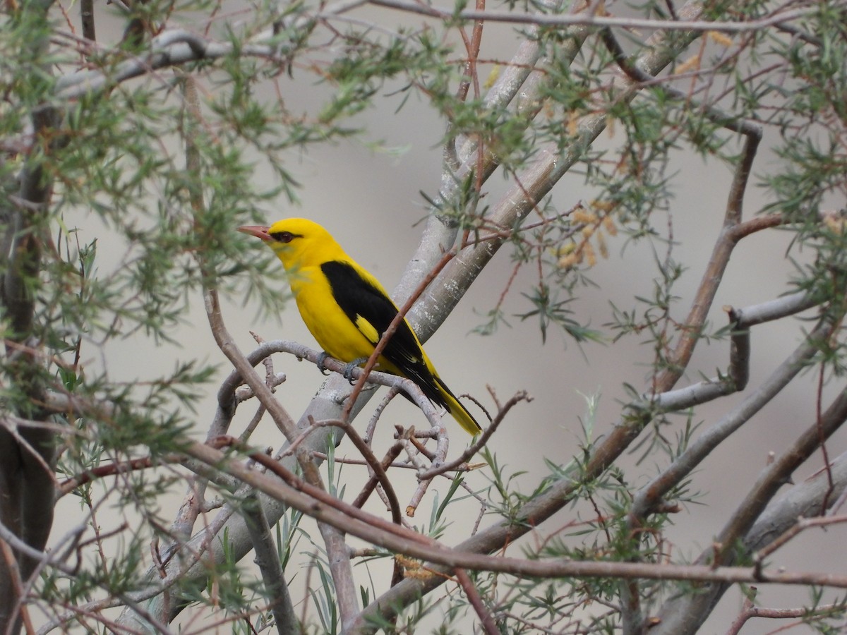 Indian Golden Oriole - ML487645181