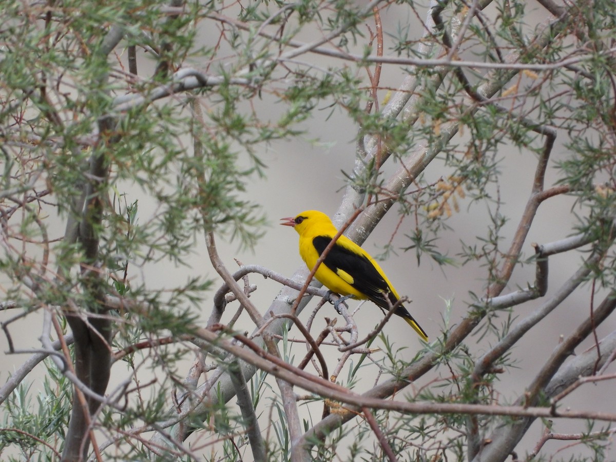Indian Golden Oriole - ML487645191