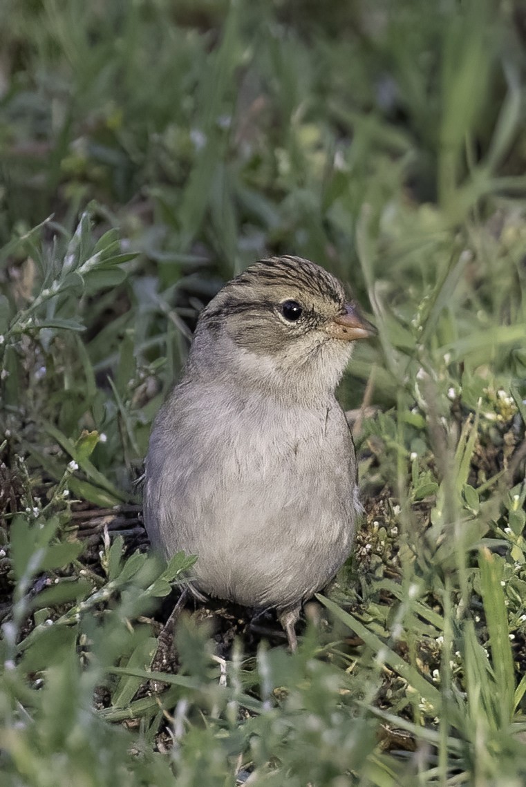 Chipping Sparrow - ML487651811