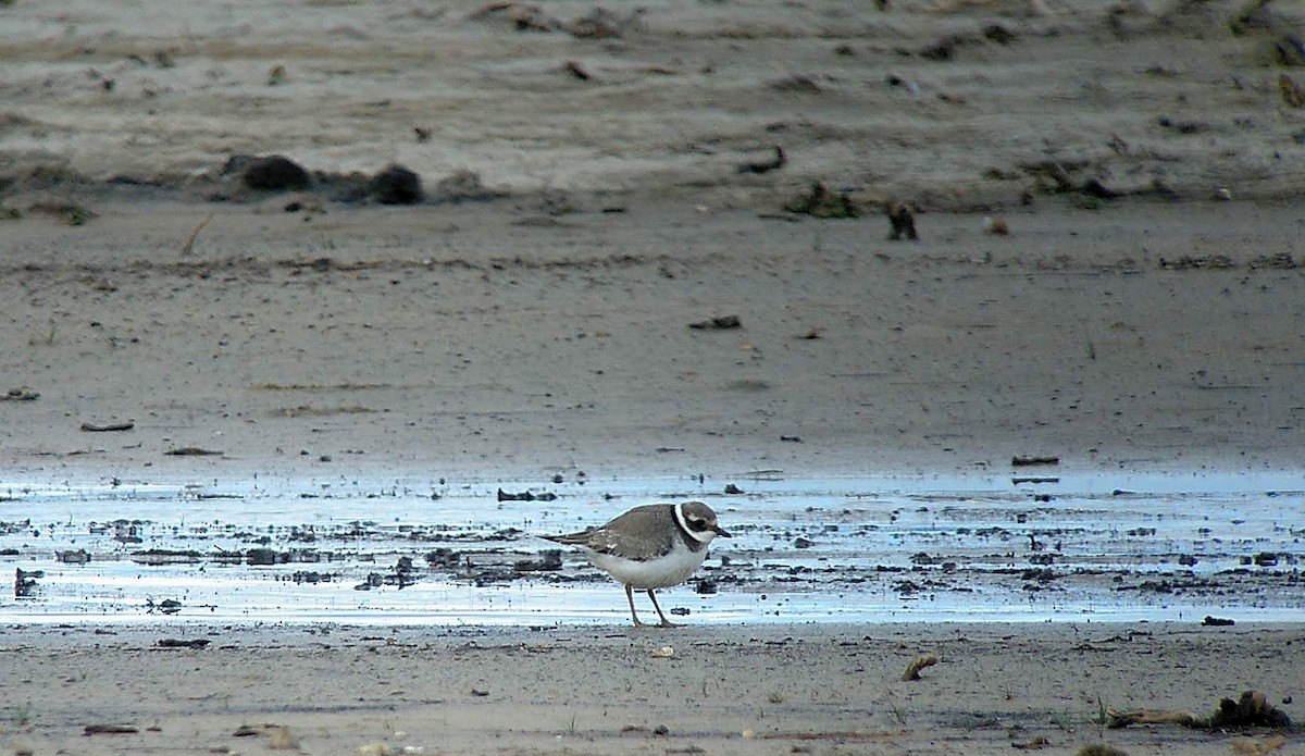Common Ringed Plover - ML487652311
