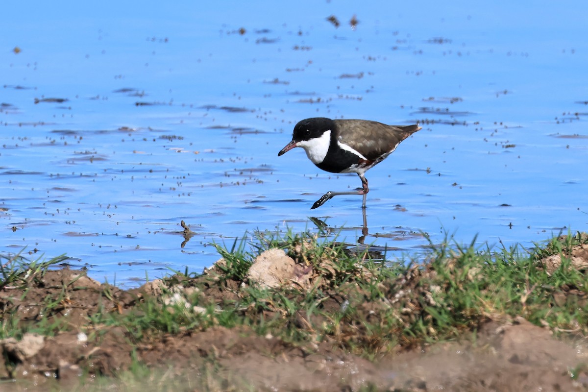 Red-kneed Dotterel - ML487653951