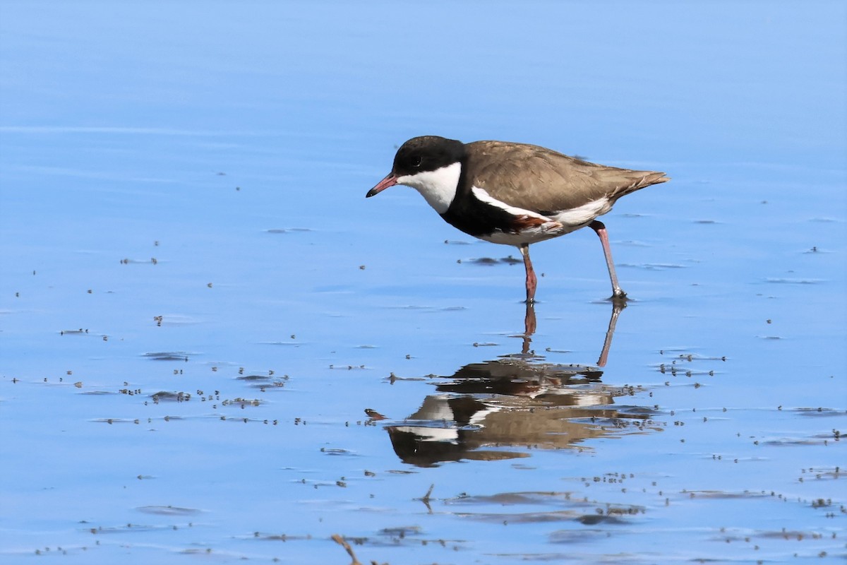 Red-kneed Dotterel - ML487653961