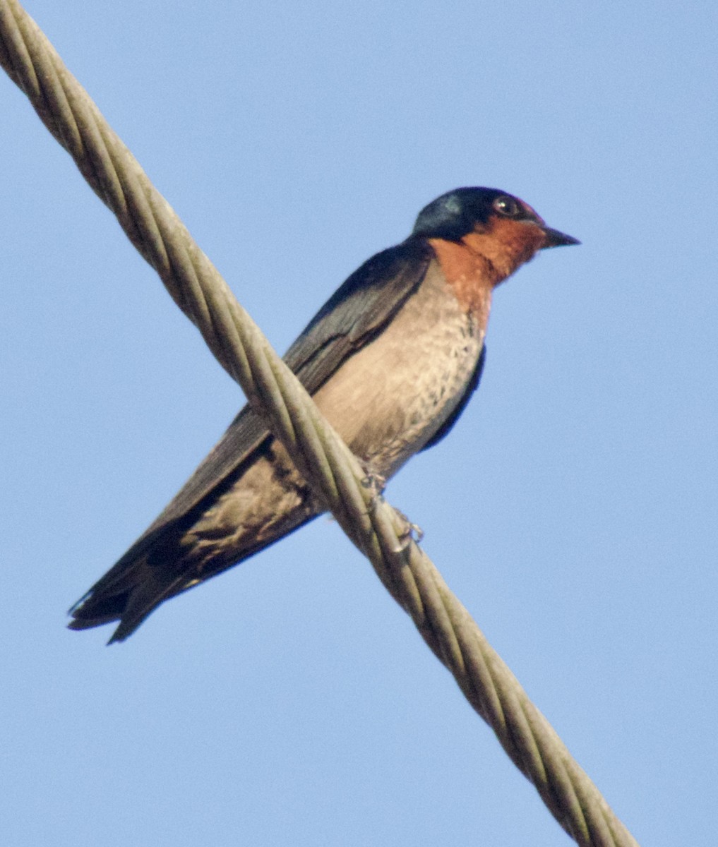 Pacific Swallow - ML487654781