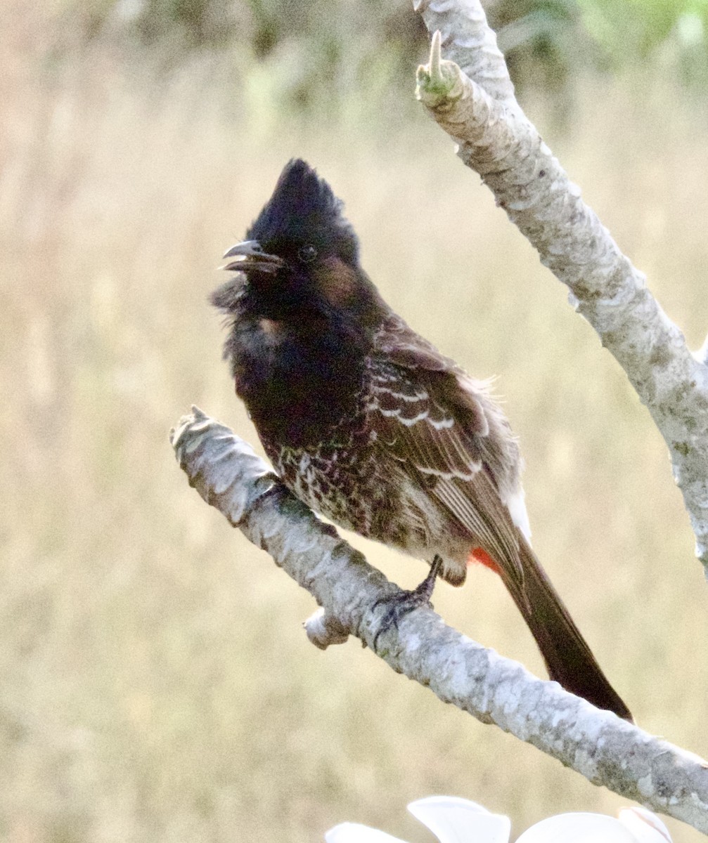 Red-vented Bulbul - ML487654831