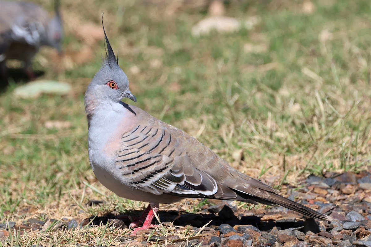 Crested Pigeon - ML487656101
