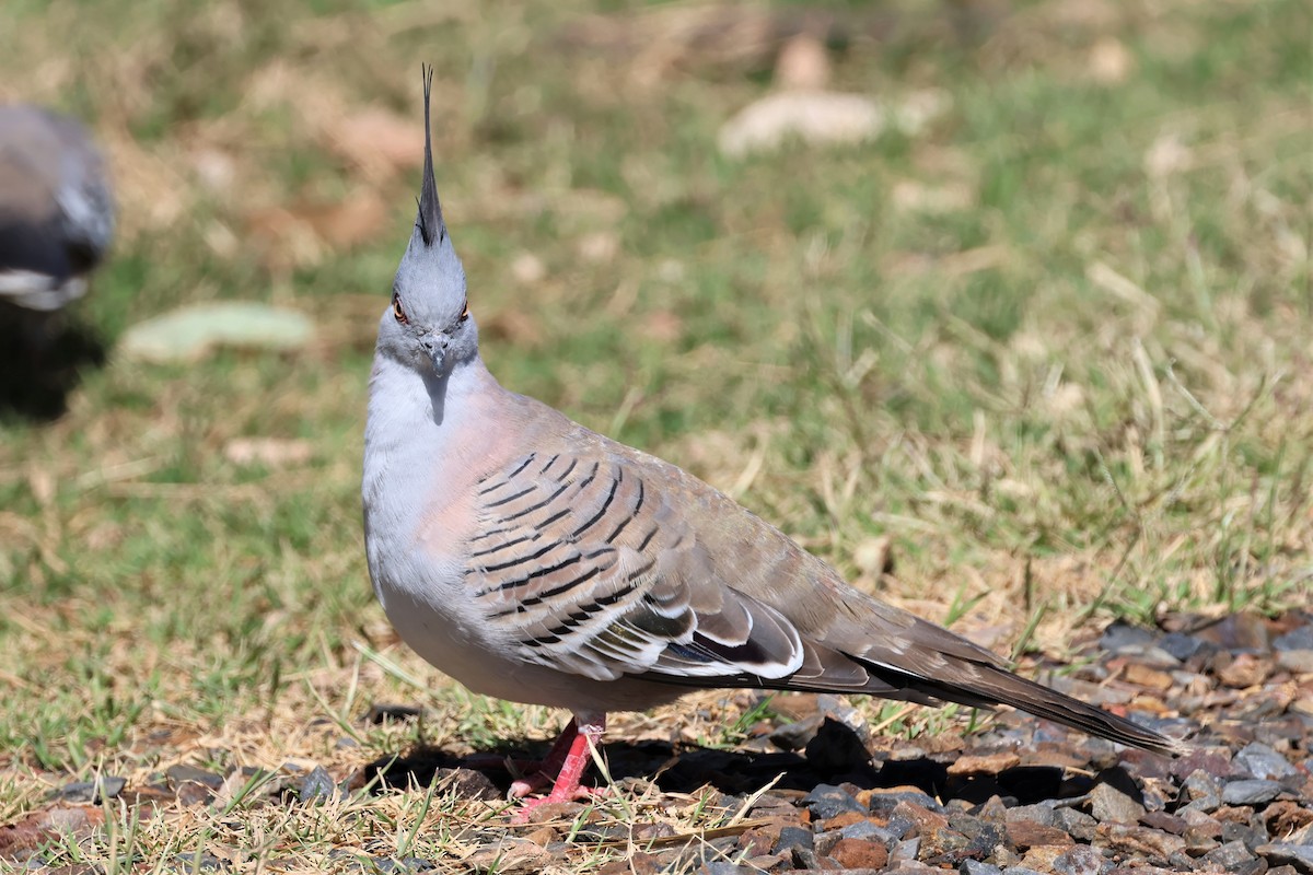 Crested Pigeon - ML487656111