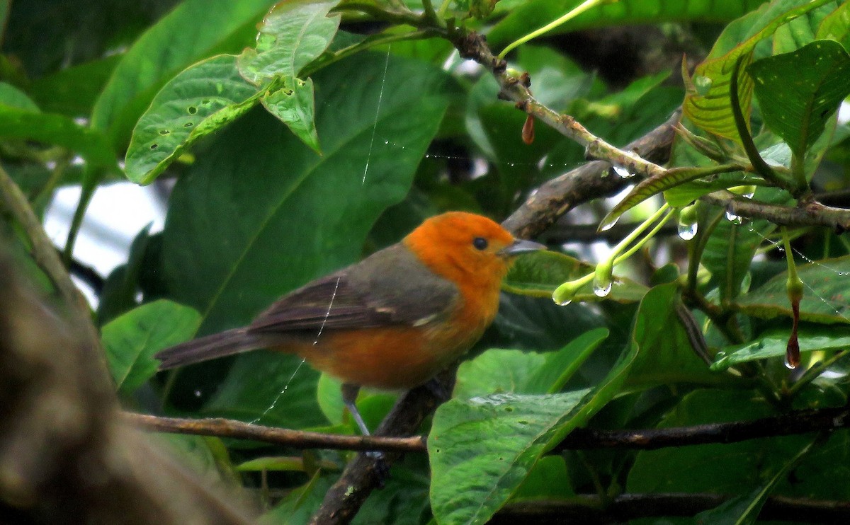 Rufous-chested Tanager - ML48766171