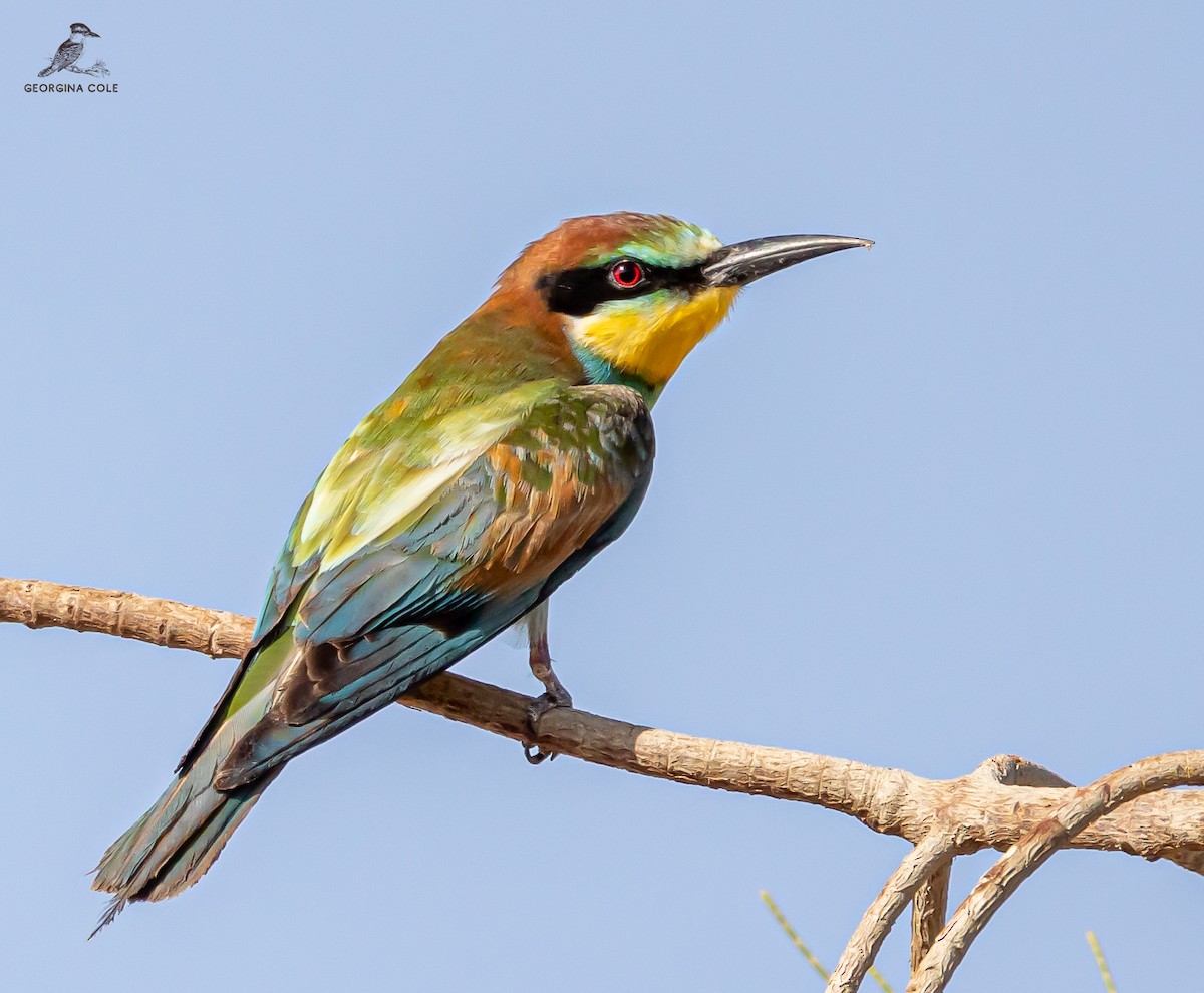European Bee-eater - ML487662191