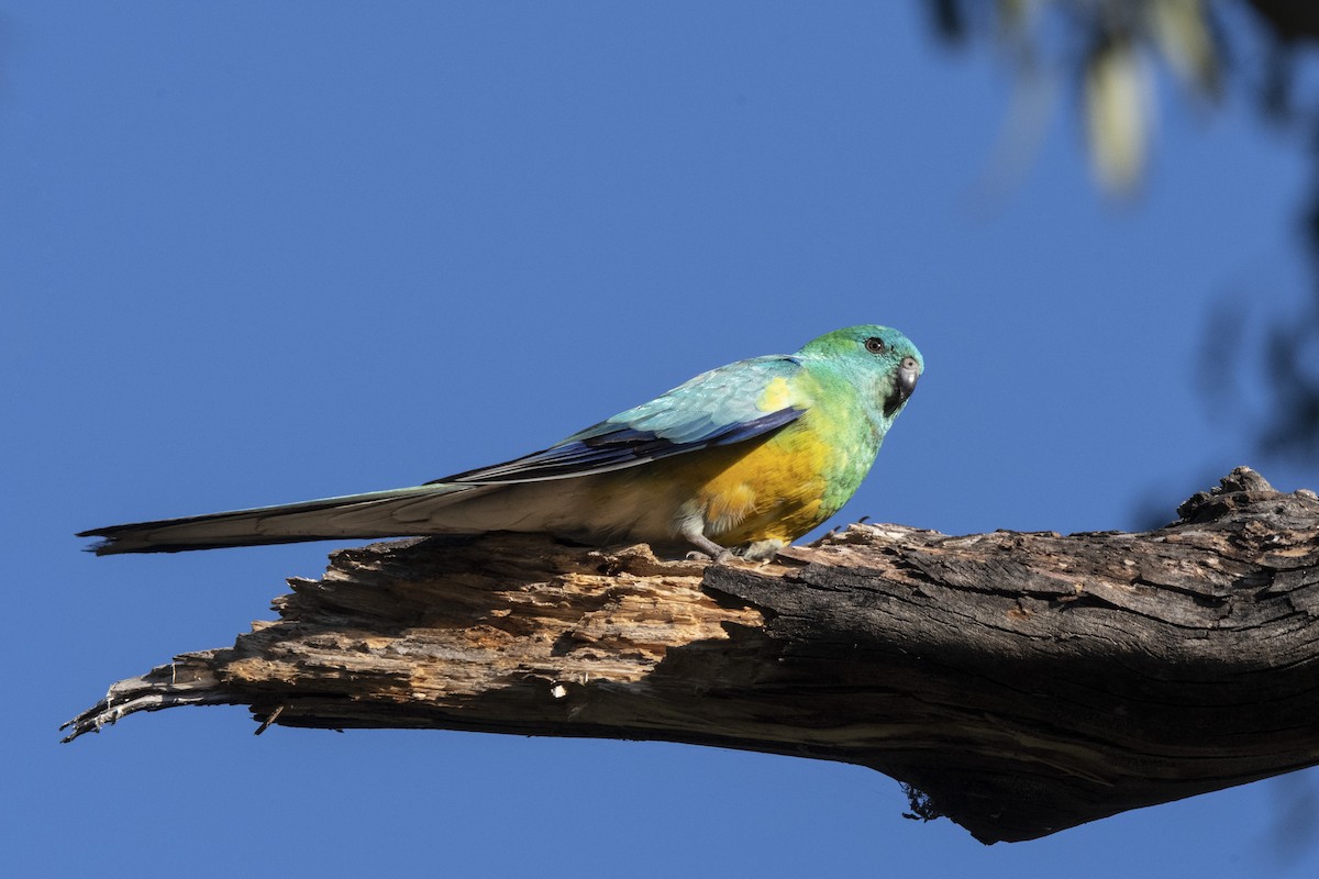 Red-rumped Parrot - ML487662711