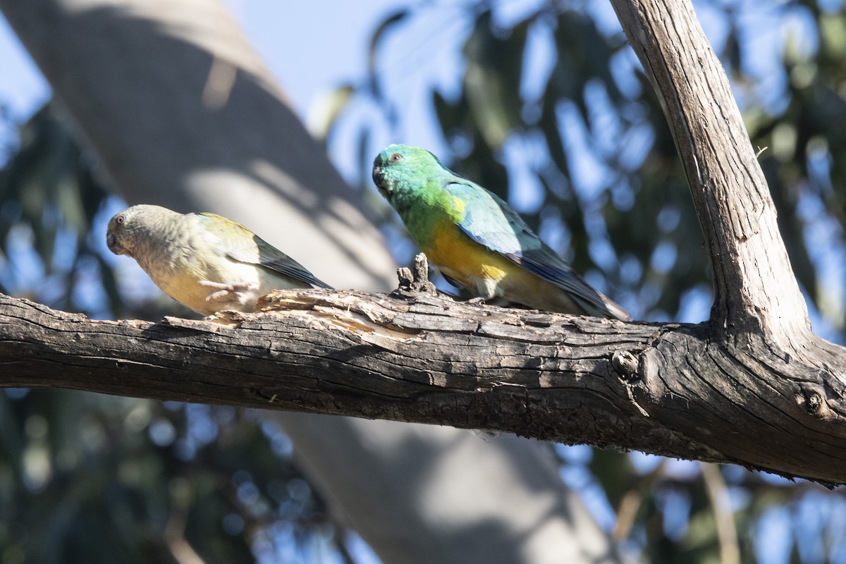 Red-rumped Parrot - ML487662931