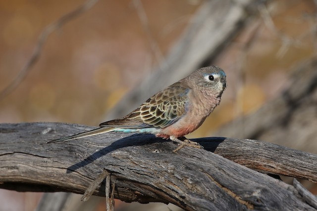 Periquito Pico Oscuro - eBird