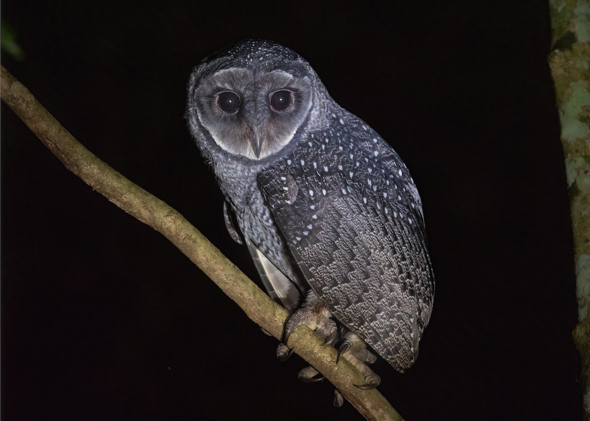 Sooty Owl (Lesser) - ML487666511