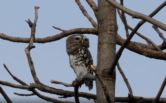 Forest Owlet - ML487668841