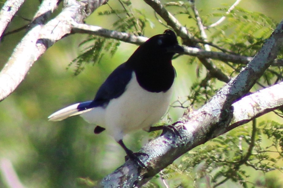 Curl-crested Jay - ML487673141