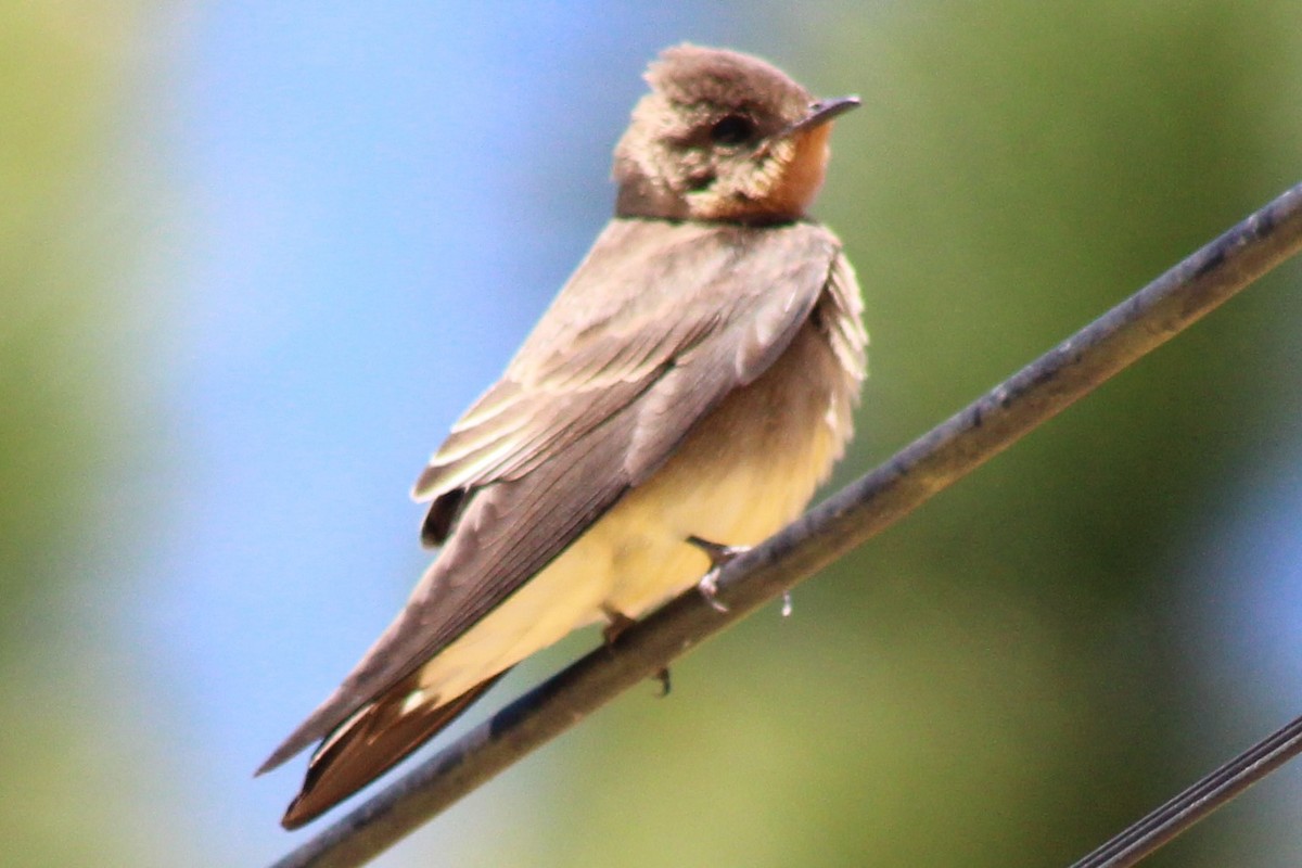 Southern Rough-winged Swallow - ML487673191